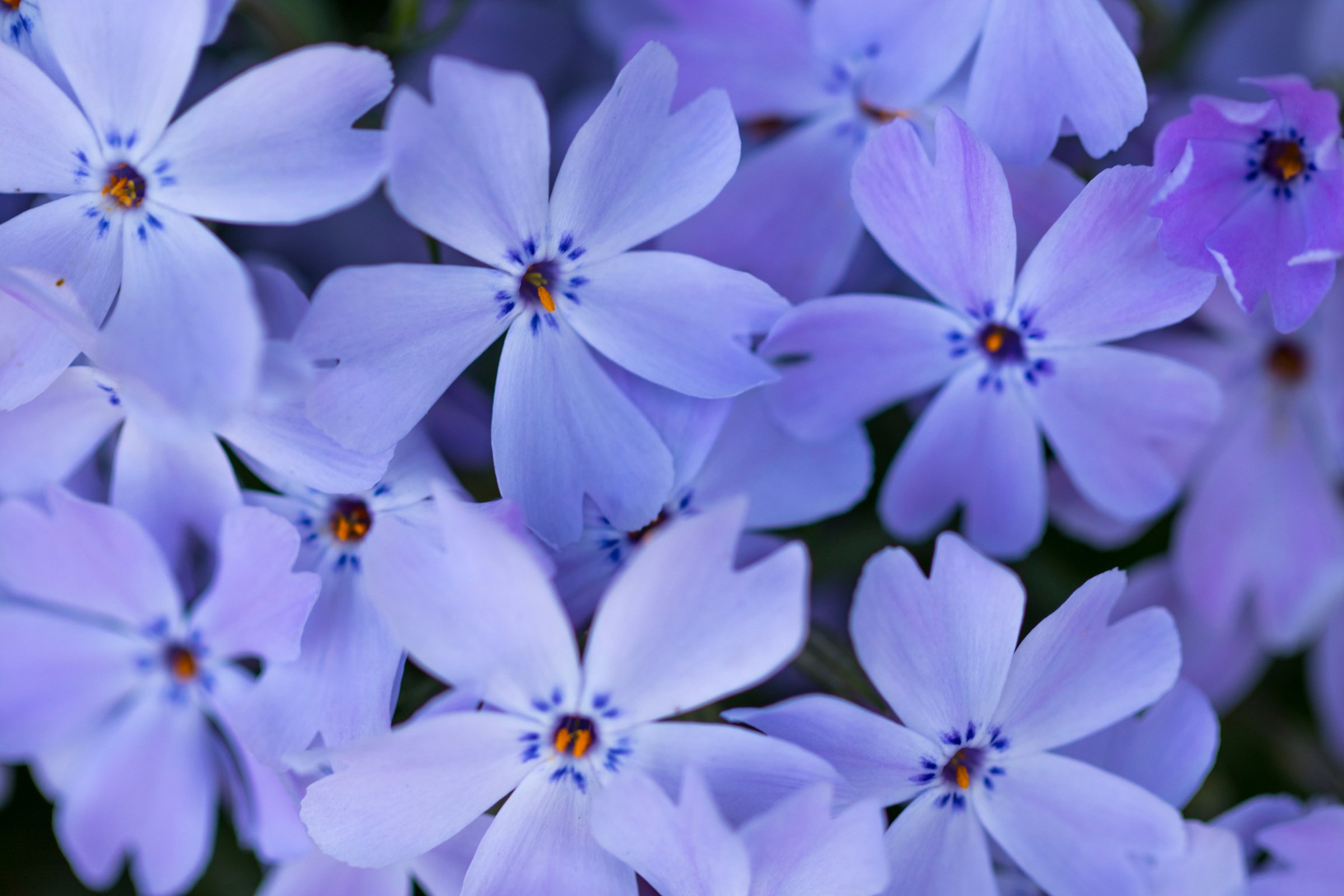 Purple flower (Vinca major). Also known as bigleaf periwinkle, large periwinkle, greater periwinkle and blue periwinkle